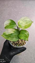Scindapsus White Monster - Div. Maten, Ophalen of Verzenden, Overige soorten, Minder dan 100 cm