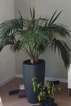 Kentia palm incl. pot, Ophalen of Verzenden, Halfschaduw, 150 tot 200 cm