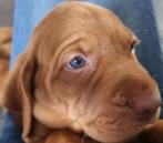 Vizsla pup, België, Particulier, Overige rassen, 8 tot 15 weken