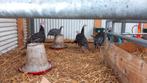 Bronskalkoenen en parelhoenders te koop, Meerdere dieren, Kip