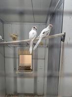 Meerdere bonte diamantduifjes doffers, Dieren en Toebehoren, Meerdere dieren