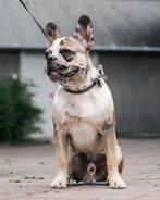 Dekreu Franse Bulldog, Dieren en Toebehoren, Honden | Dekreuen, Reu, 1 tot 2 jaar, Eén hond, Nederland