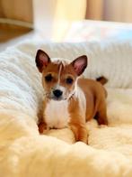 Belgische Basenji pupjes te koop, België, Overige rassen, 8 tot 15 weken, HCC (leverziekte)