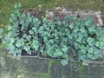 Klimop, Tuin en Terras, Planten | Tuinplanten, Ophalen, Volle zon, Vaste plant, Bloeit niet