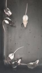 Ratjes! Verschillende leeftijden!, Dieren en Toebehoren, Knaagdieren, Rat, Juli, Meerdere dieren, Tam