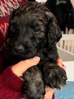 Labradoodle/ Goldendoodle ook wel doubledoodle genoemd, Dieren en Toebehoren, Honden | Retrievers, Spaniëls en Waterhonden, Parvo