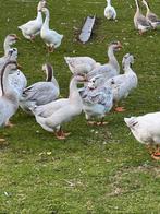 Mooie ganzen te koop/van 1-6-2025, Dieren en Toebehoren, Pluimvee, Meerdere dieren, Gans of Zwaan
