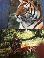Tijger, Ophalen of Verzenden, Voor 1920, Ongelopen, Wild dier