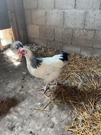 Sussex haan groot, Mannelijk, Kip
