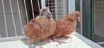 2 mooie libanon rode postduiven., Dieren en Toebehoren, Vogels | Duiven, Meerdere dieren, Postduif