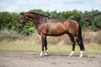 6 jr ruin van high five us x uphill, Dieren en Toebehoren, Ruin, 165 tot 170 cm, Dressuurpaard, 3 tot 6 jaar
