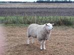 2 Swifter fokrammen, Mannelijk, Schaap, 0 tot 2 jaar