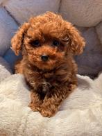 Klein type Maltipoo pups in abricot, zwart en crème kleuren, Poedel, Nederland, CDV (hondenziekte), 8 tot 15 weken