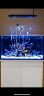 Rode Mangrove Plantjes, Dieren en Toebehoren, Vissen | Aquariumvissen, Overige typen, Zoutwatervis