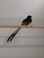 1-1 Shama lijsters, Dieren en Toebehoren, Vogels | Overige Vogels, Meerdere dieren, Tropenvogel, Geringd