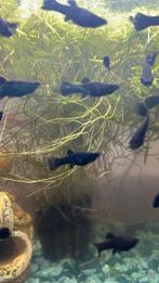 Aquarium vissen Black Molly, Dieren en Toebehoren, Vissen | Aquariumvissen, Vis