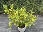 Citroenboom, Tuin en Terras, Planten | Fruitbomen, Ophalen, Minder dan 100 cm, In pot, Citroenboom