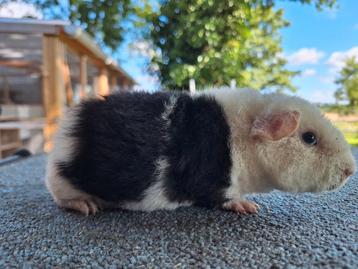 Us teddy zwartbont beer cavia beschikbaar voor biedingen
