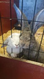 🐇Omdat elk konijn liefde en een maatje verdient🐇, Dieren en Toebehoren, Konijnen, Meerdere dieren, Groot
