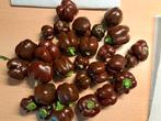 Zaden paprika chocolate bell, Tuin en Terras, Bloembollen en Zaden, Verzenden, Volle zon