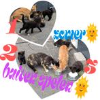 5 super lieve (ondeugende) kittens 🖤🤍🤎🧡🩶, Meerdere dieren, Kortharig, 0 tot 2 jaar