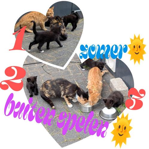 5 super lieve (ondeugende) kittens 🖤🤍🤎🧡🩶, Dieren en Toebehoren, Katten en Kittens | Overige Katten, Kortharig, Meerdere dieren