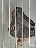 vogels, Meerdere dieren, Tropenvogel, Geringd