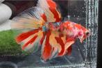 Betta Halfmoon Nemo Metallic, Dieren en Toebehoren, Vissen | Aquariumvissen, Vis