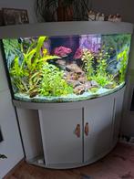 Aquarium Juwel hoek 350 met led lampen, Dieren en Toebehoren, Vissen | Aquaria en Toebehoren, Ophalen, Zo goed als nieuw, Gevuld zoetwateraquarium