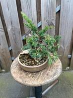 Juniperus Chinensis Kishu Bonsai, Overige soorten, Volle zon, Vaste plant, Ophalen of Verzenden