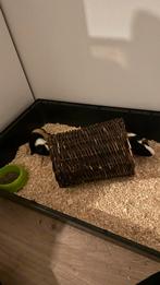 2 cavia beertjes met kooi gratis, Dieren en Toebehoren, Knaagdieren, Cavia, Juni, Mannelijk, Tam