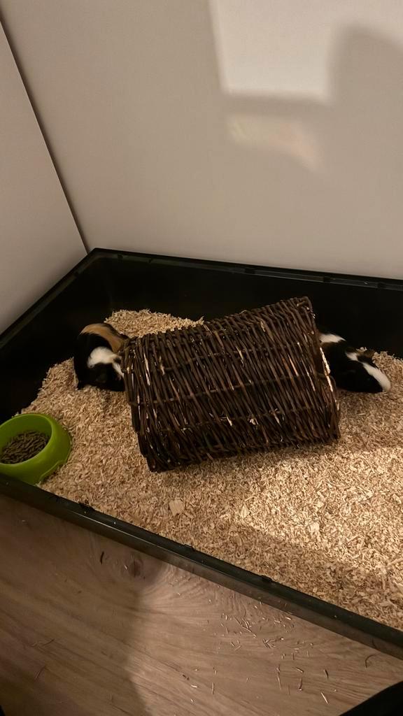 2 cavia beertjes met kooi gratis, Dieren en Toebehoren, Knaagdieren, Mannelijk, Cavia, Juni, Tam