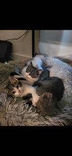 2 hele lieve grijs met witte kittens, Dieren en Toebehoren, Poes