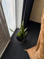 Sansevieria in pot, Vaste plant, Bloeit niet, Halfschaduw, Ophalen