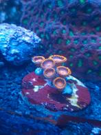 Bam Bam Orange Zoanthus 6 poliepen ( koraal ), Overige typen