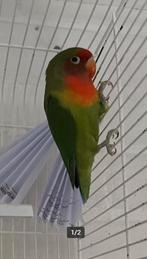 Hybride agapornis Snape, Geslacht onbekend, Dwergpapegaai of Agapornis