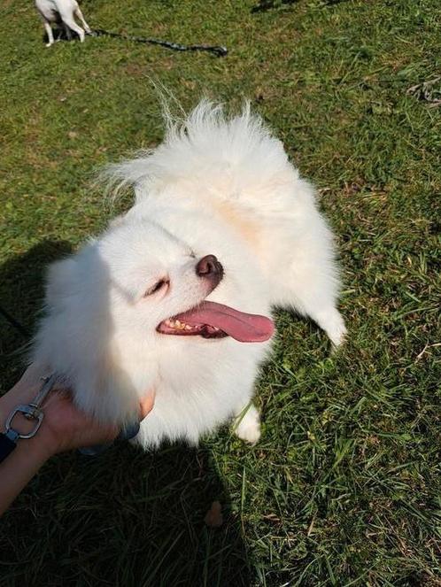 Pomeriaan, Dieren en Toebehoren, Honden | Poolhonden, Keeshonden en Oertypen, Teef, Keeshond, Particulier, Eén hond, Nederland