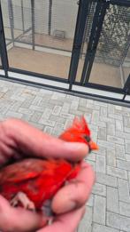 Rode Kardinaal koppels (Cardinalis cardinalis) Overjarig | V, Meerdere dieren, Geringd
