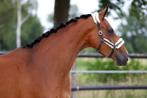 4 jarige uit topstam Mexpression x Florencio x Welt Hit II, Merrie, Gechipt, Dressuurpaard, 3 tot 6 jaar