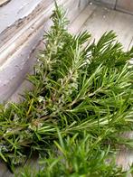 Gratis VERSE ROZEMARIJN gratis, Tuin en Terras, Planten | Tuinplanten, Ophalen, Zomer, Volle zon