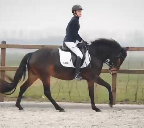 ***Allround Sportpony ***, Dieren en Toebehoren, Pony's, Merrie, 3 tot 6 jaar
