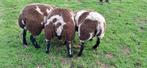 Drie super baggerbonte ooien, Dieren en Toebehoren, Schapen, Geiten en Varkens, Vrouwelijk, Schaap