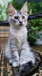 Solenne – Maine Coon kitten met stamboom – sociaal poesje, Dieren en Toebehoren, Katten en Kittens | Raskatten | Langhaar, Poes