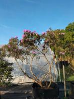 Rhododendrons verschillende kleuren, Ophalen, Volle zon, Overige soorten