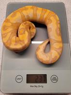 Ballpython Banana Enchi Yellow Belly Calico 1.0 man, Dieren en Toebehoren, Slang, Met terrarium, 0 tot 2 jaar