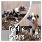 Raszuivere australian shepherd puppys, Dieren en Toebehoren, Overige rassen, 8 tot 15 weken, Meerdere, Meerdere dieren