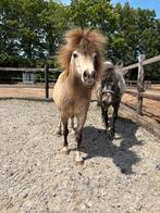 Appaloosa en valk shetlander, Dieren en Toebehoren, Pony's, Ruin, A pony (tot 1.17m), Recreatiepony, Ingeënt
