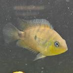 Amatitlania altoflava, Vis