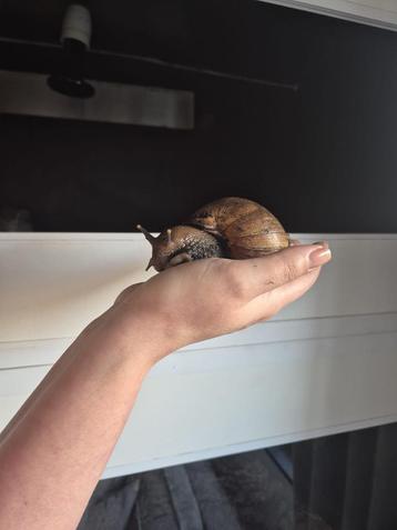 Achatina Fulica Reuzenslakken beschikbaar voor biedingen
