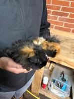 Lunkarya cavia beertjes, Cavia, Mannelijk, Tam, September